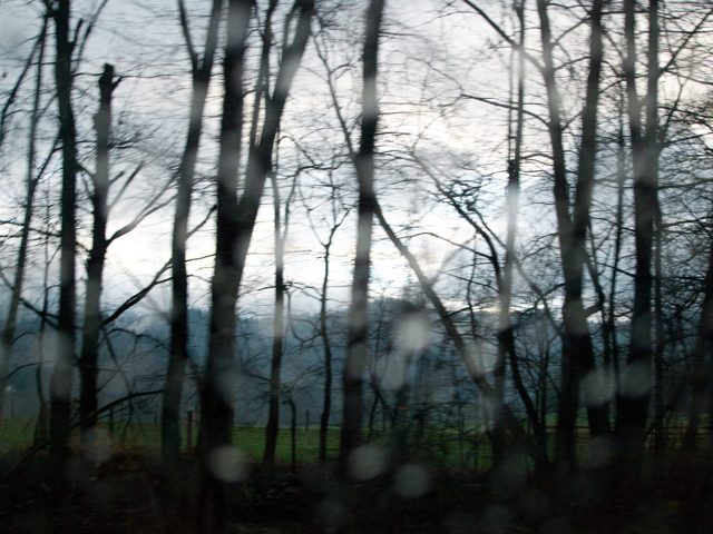 Bare trees through rain on glass