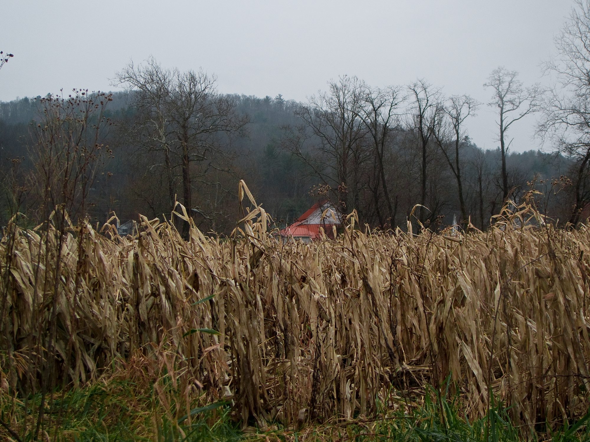 Dry corn stalks before a hillside