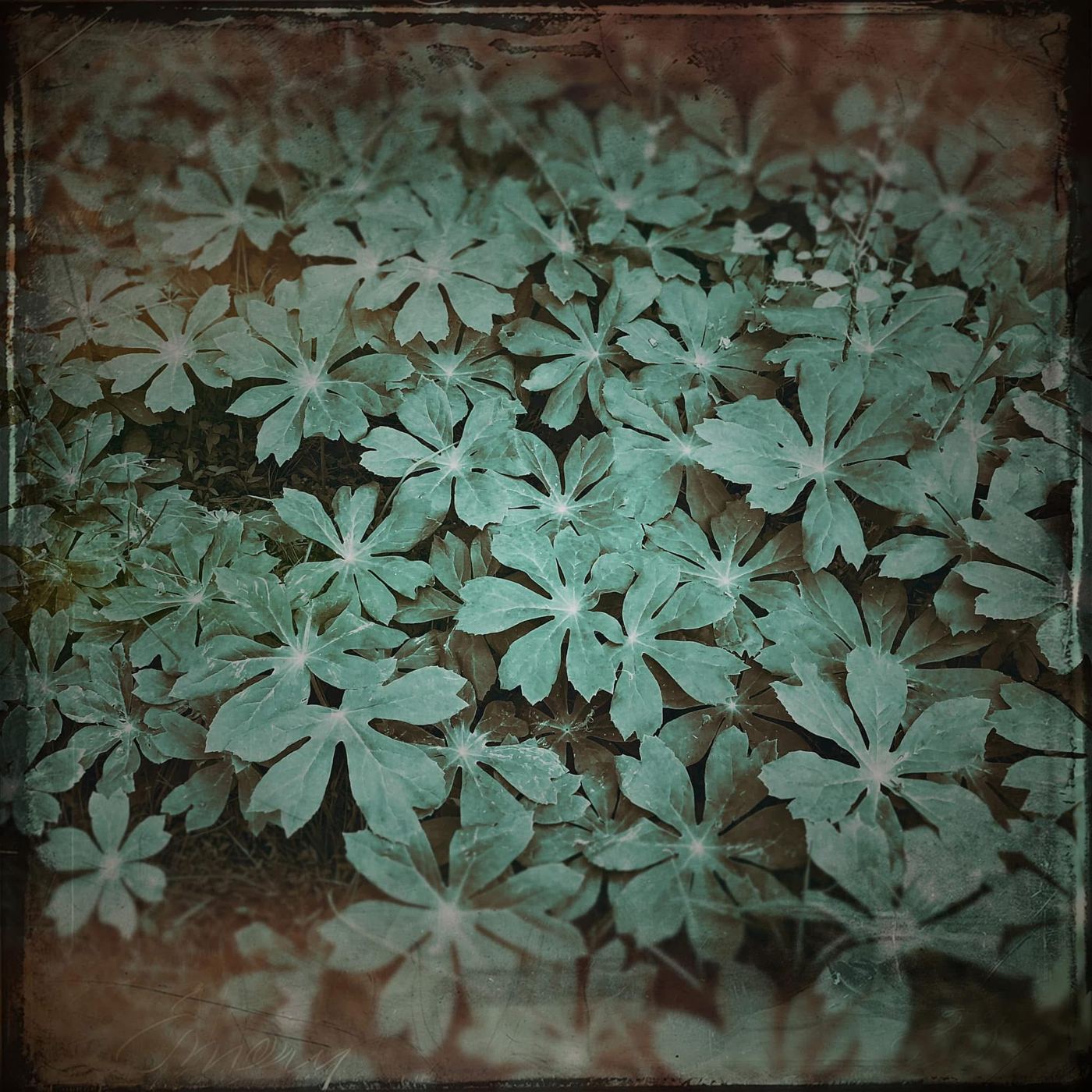 Mayapple leaves in teal