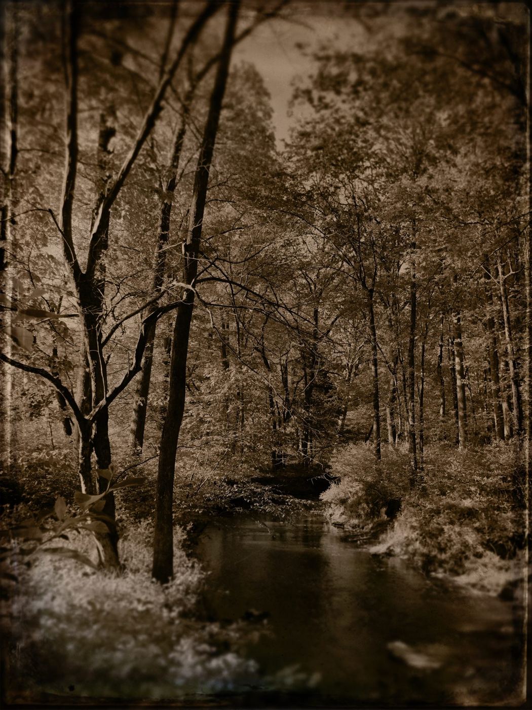 Bare trees over a stream, in sepia
