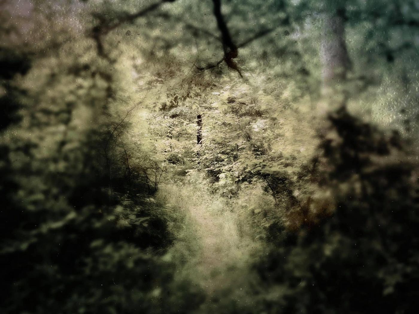 Light opening in green woods