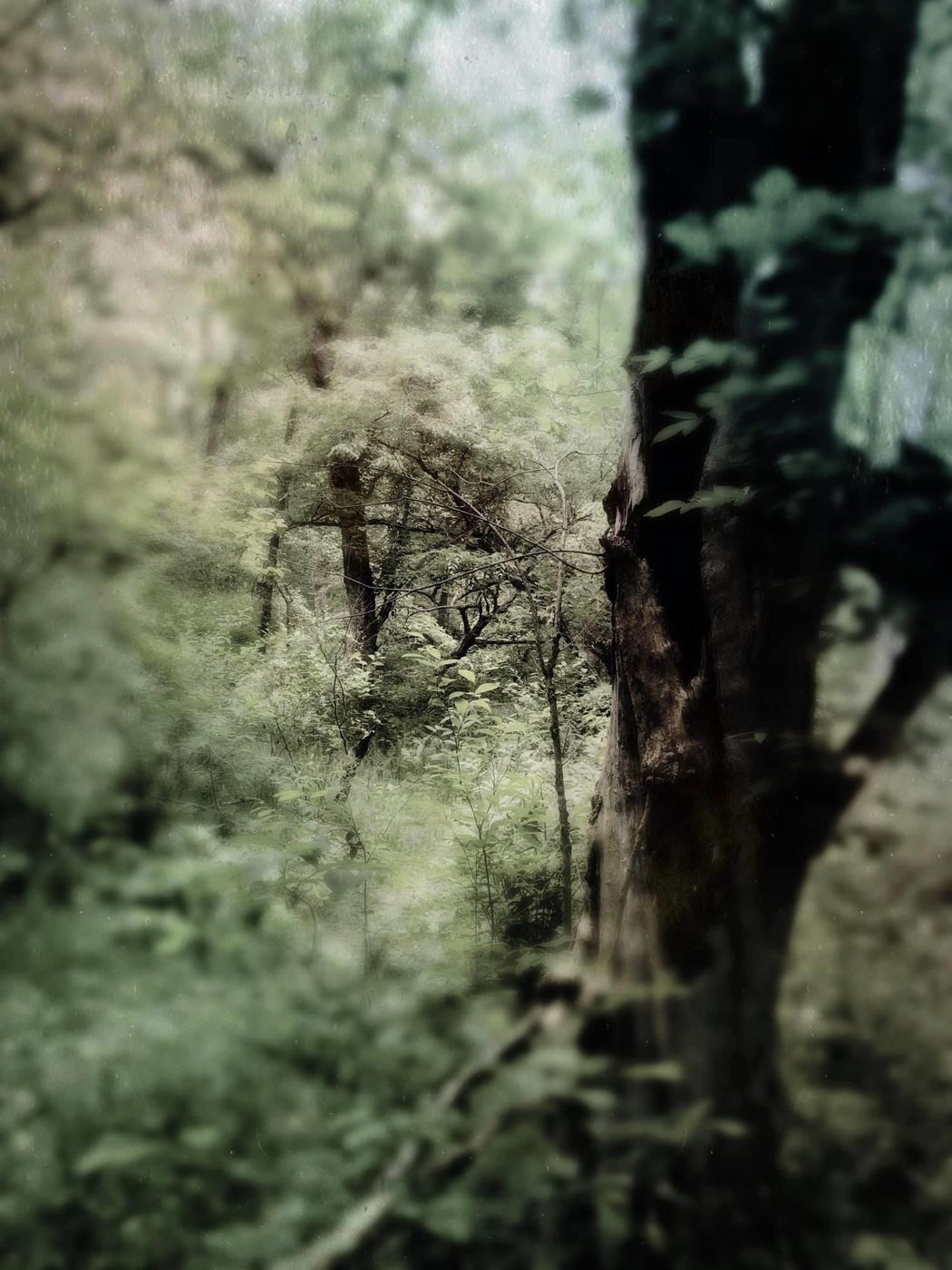 Green woods, a dark trunk in front