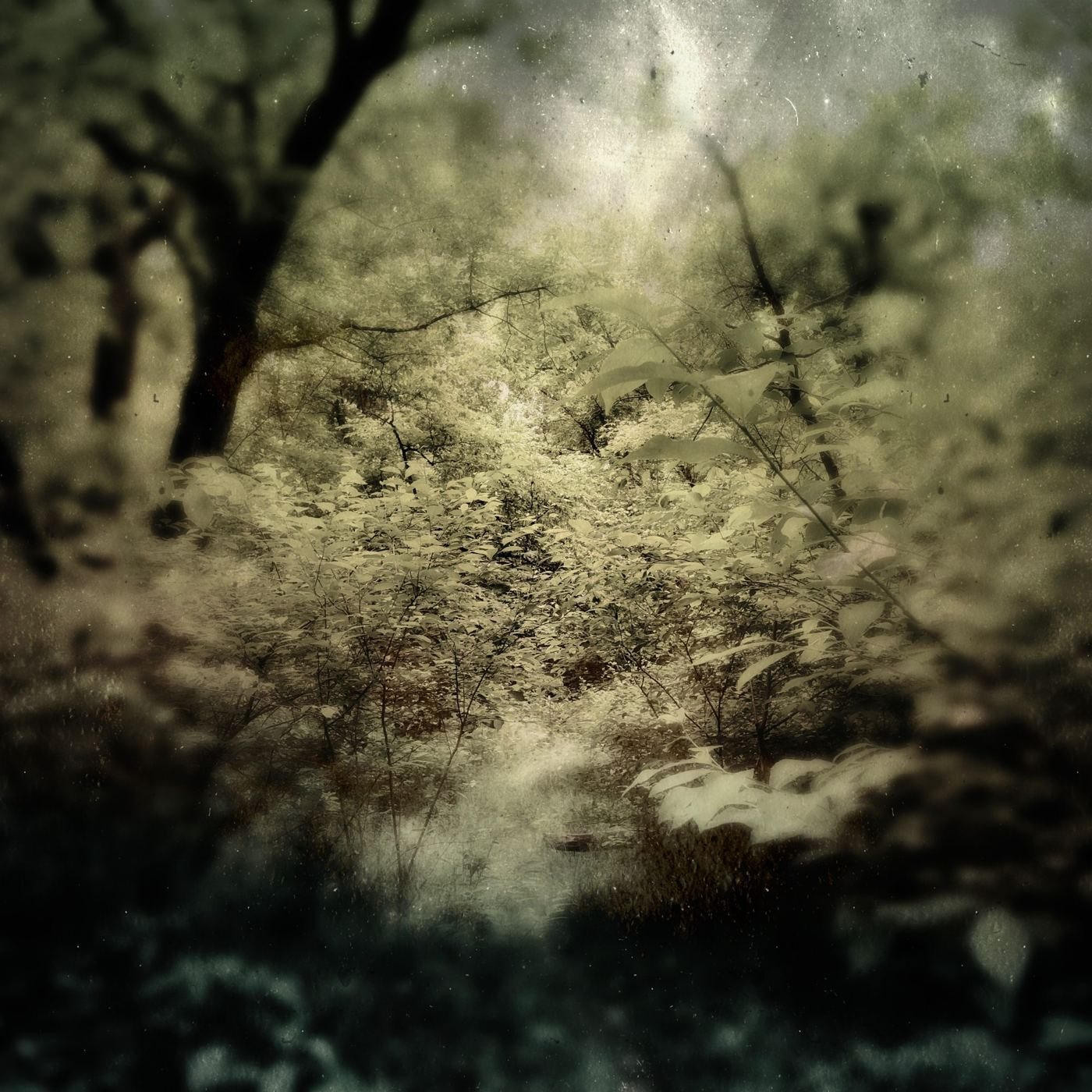 A thicket of green and gold leaves