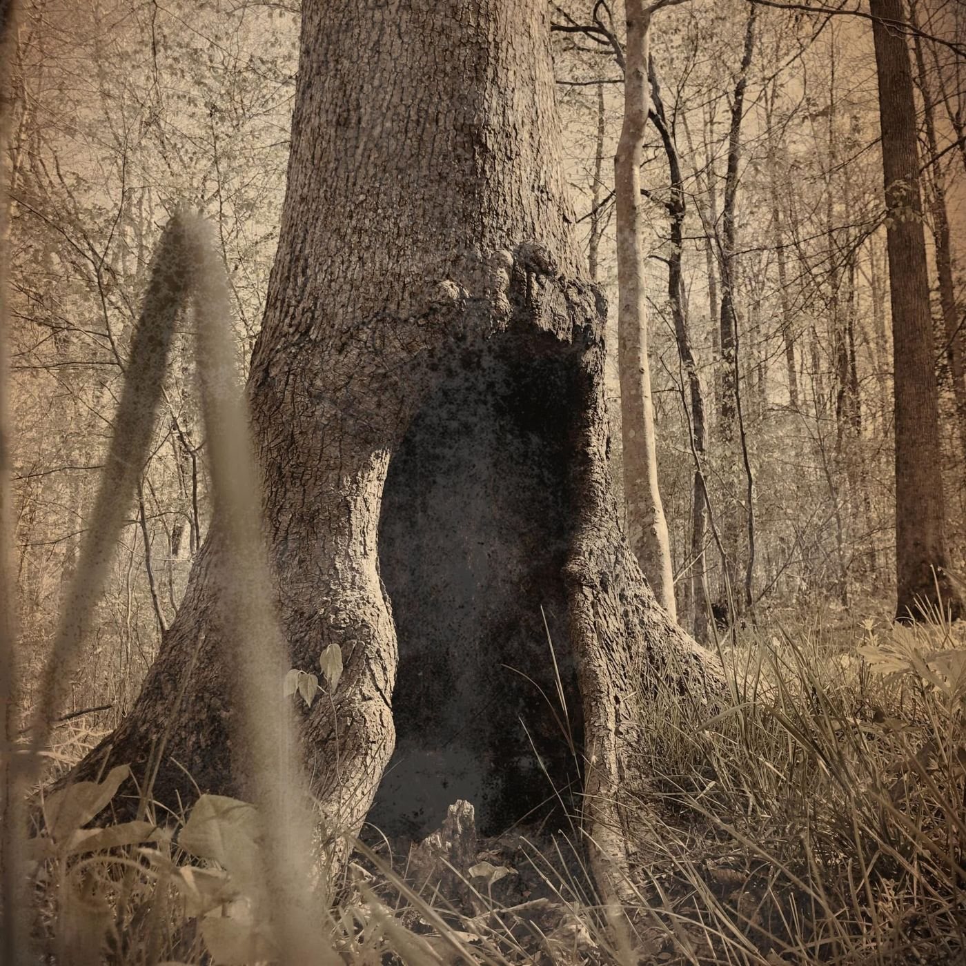 A hollow tree trunk in sepia woods
