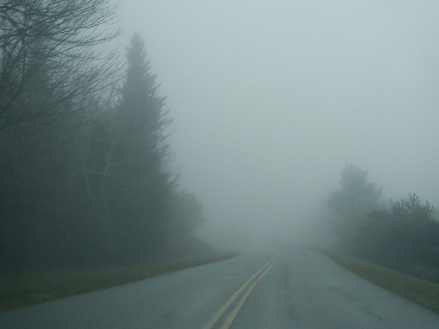A road vanishing into fog between dark trees