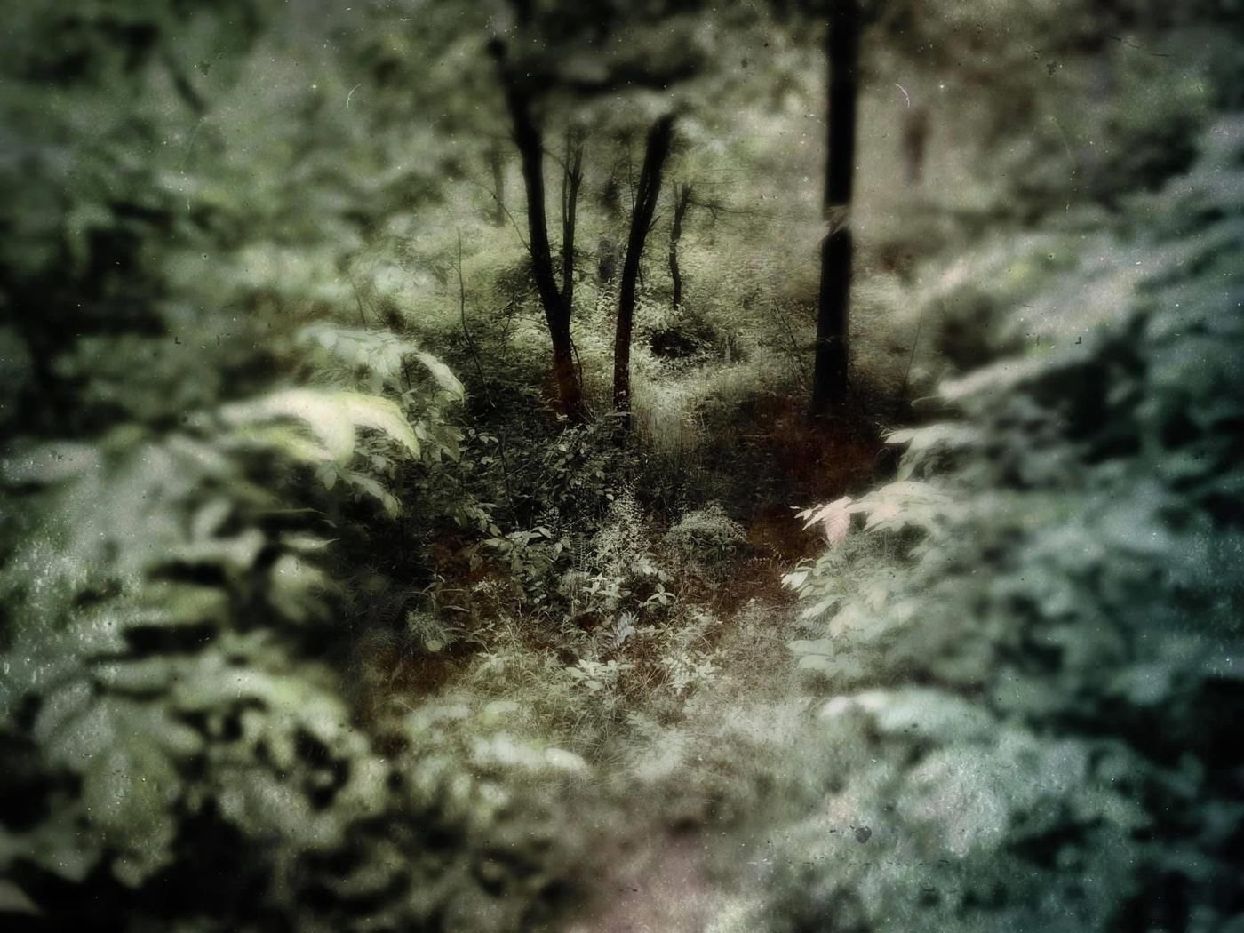 Ferns under green trees