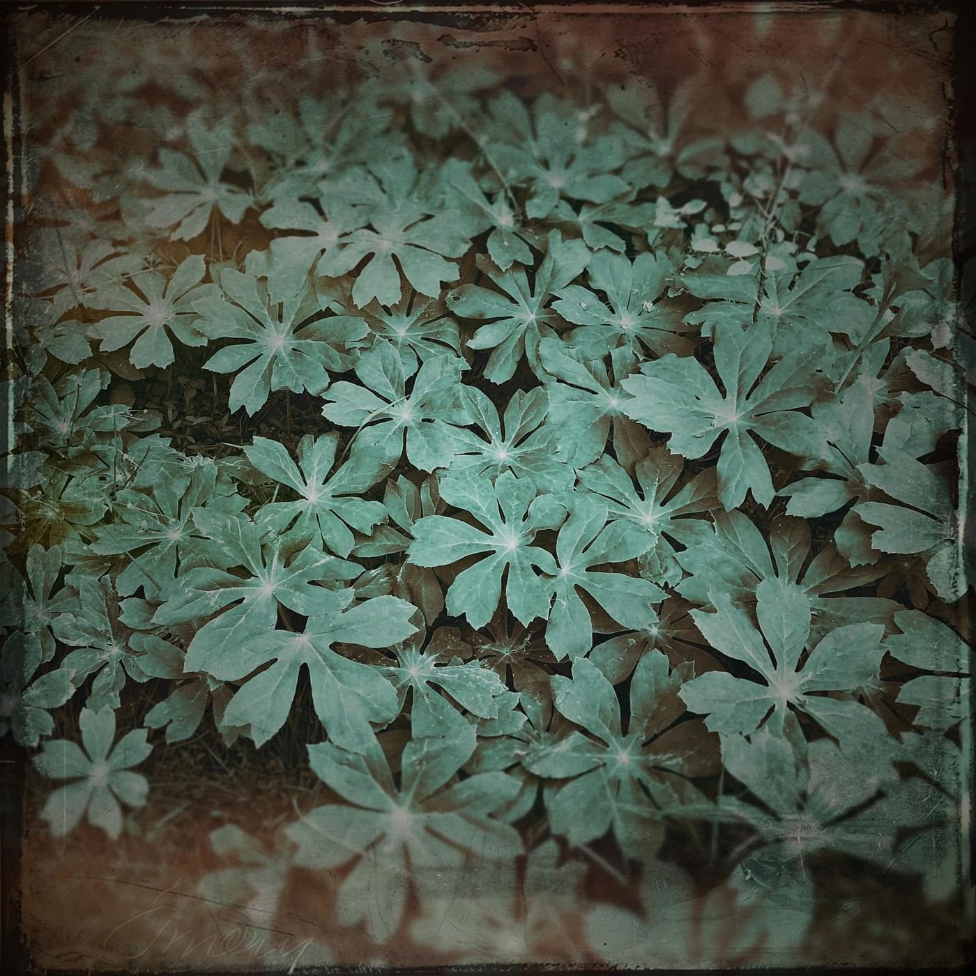 Mayapple leaves in teal