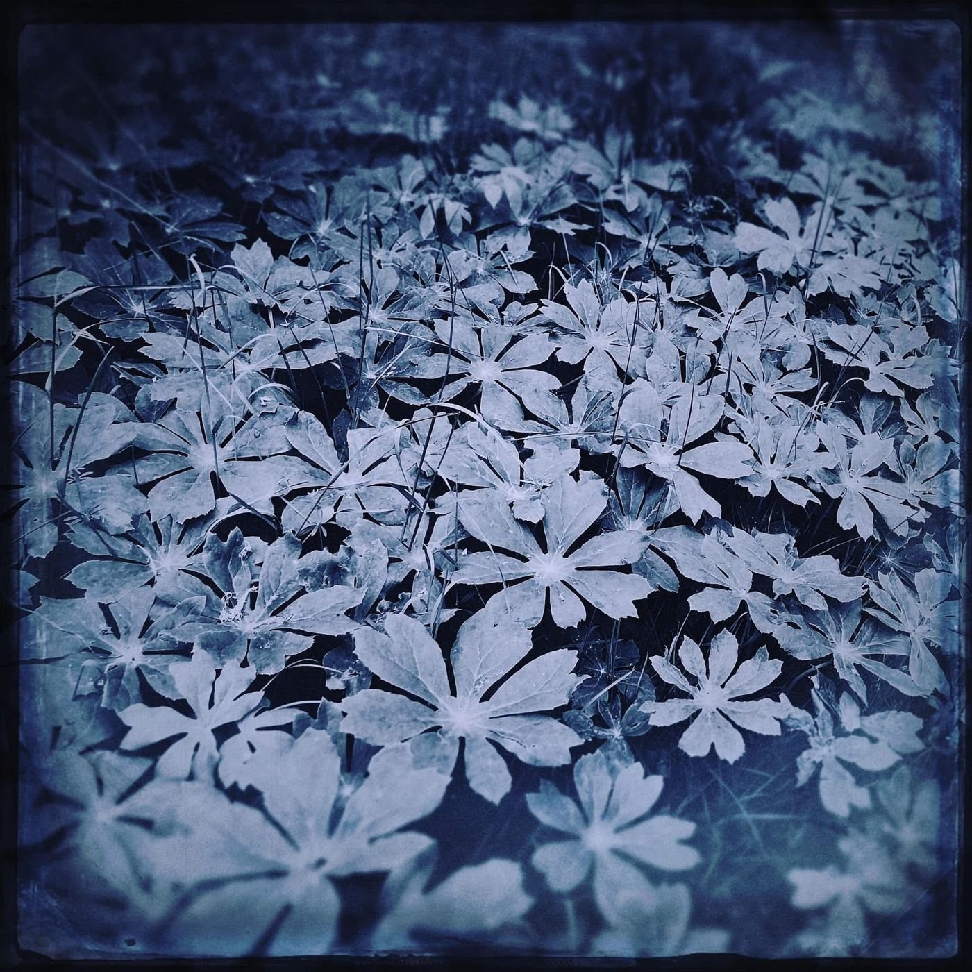 Mayapple leaves in deep blue