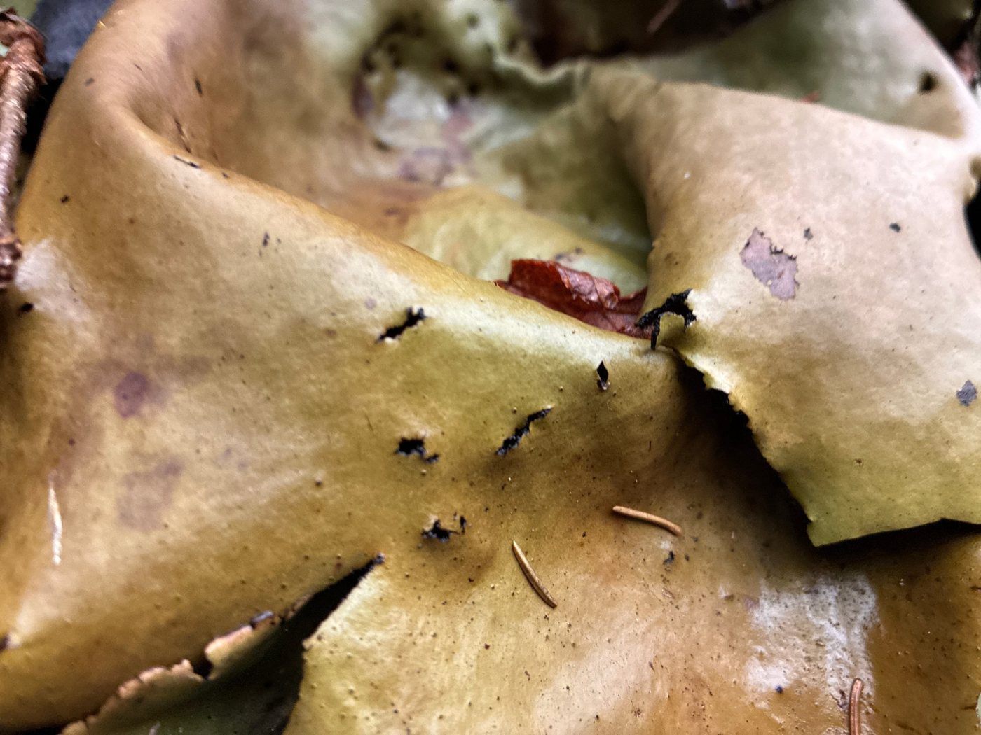 Fallen leaves, olive and gold, worn through, a red leaf beneath and fir needles lying on them