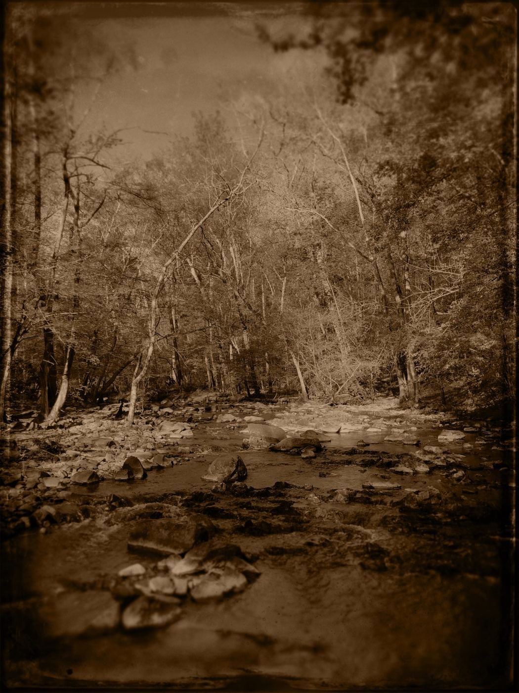 A creek among bare trees, in sepia